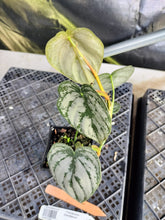 Load image into Gallery viewer, Philodendron Brandtianum, Exact Plant Ships Nationwide

