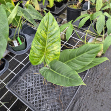 Load image into Gallery viewer, Philodendron Subhastatum, Exact Plant Variegated Ships Nationwide
