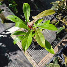 Load image into Gallery viewer, Philodendron Florida Bronze, Exact Plant Ships Nationwide
