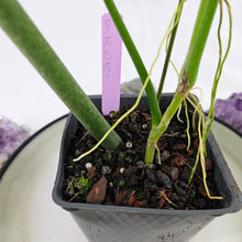 Load image into Gallery viewer, Philodendron Holtonianum, Exact Plant Ships Nationwide
