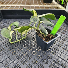Load image into Gallery viewer, Scindapsus Jade Satin Marble Queen, Exact Plant Variegated Ships Nationwide
