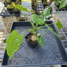 Load image into Gallery viewer, Alocasia Odora, Okinawa Silver, Exact Plant Variegated Ships Nationwide
