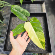Load image into Gallery viewer, Philodendron Whipple Way, Exact Plant Variegated Ships Nationwide
