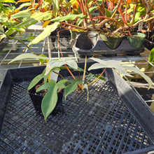 Load image into Gallery viewer, Philodendron Florida Ghost, Exact Plant Ships Nationwide

