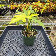 Load image into Gallery viewer, Philodendron Radiatum, Exact Plant Variegated Ships Nationwide
