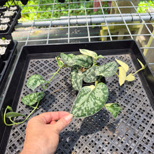 Load image into Gallery viewer, Scindapsus Mayari Variegated exact plant, Fedex 2day*

