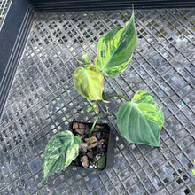 Load image into Gallery viewer, Philodendron Hederaceum Micans Aurea, Exact Plant Variegated Ships Nationwide
