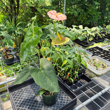 Load image into Gallery viewer, Anthurium Shibori Variegated exact plant, Fedex 2day*
