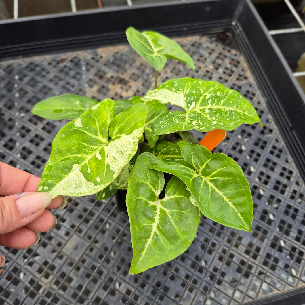 Syngonium Panda, Exact Plant Variegated Ships Nationwide