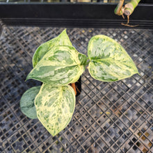 Load image into Gallery viewer, Scindapsus Peasun, Exact Plant Variegated Ships Nationwide
