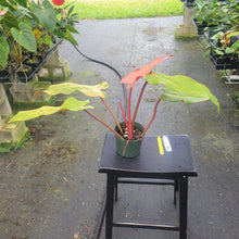 Load image into Gallery viewer, Philodendron Orange Marmalade, Exact Plant Ships Nationwide
