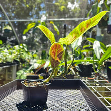 Load image into Gallery viewer, Philodendron Subhastatum, Exact Plant Variegated
