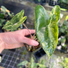 Load image into Gallery viewer, Alocasia Zebrina Aurea variegated 2.5" pot, Fedex 2day*
