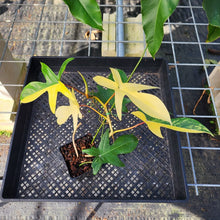Load image into Gallery viewer, Philodendron Florida Beauty, Exact Plant Variegated Ships Nationwide
