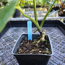 Load image into Gallery viewer, Monstera Burle Marx Flame, Exact Plant
