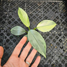 Load image into Gallery viewer, Philodendron Hastatum Silver Sword, Exact Plant Variegated Ships Nationwide
