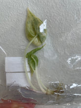 Load image into Gallery viewer, Alocasia Azlanii Aurea variegated tissue culture 2DayAir
