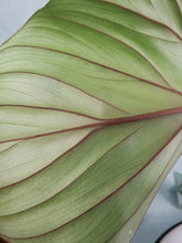 Load image into Gallery viewer, Plowmanii, Exact Plant, Philodendron
