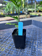 Load image into Gallery viewer, Monstera Obliqua Peru, Exact Plant Ships Nationwide
