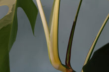 Load image into Gallery viewer, Variegated Monstera Borsigiana Albo Exact Plant
