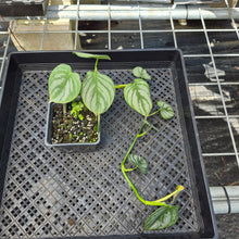 Load image into Gallery viewer, Philodendron Brandtianum Mini Form, Exact Plant Ships Nationwide
