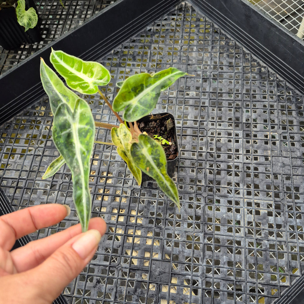 Alocasia Bambino, Exact Plant Variegated Ships Nationwide