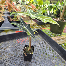 Load image into Gallery viewer, Alocasia sanderiana 'Nobilis' Aurea, Exact Plant Ships Nationwide
