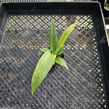 Load image into Gallery viewer, Anthurium Vittarifolium , Exact Plant Variegated Ships Nationwide
