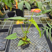 Load image into Gallery viewer, Anthurium Shibori Koi "orange speckled" exact plant, Fedex 2day*
