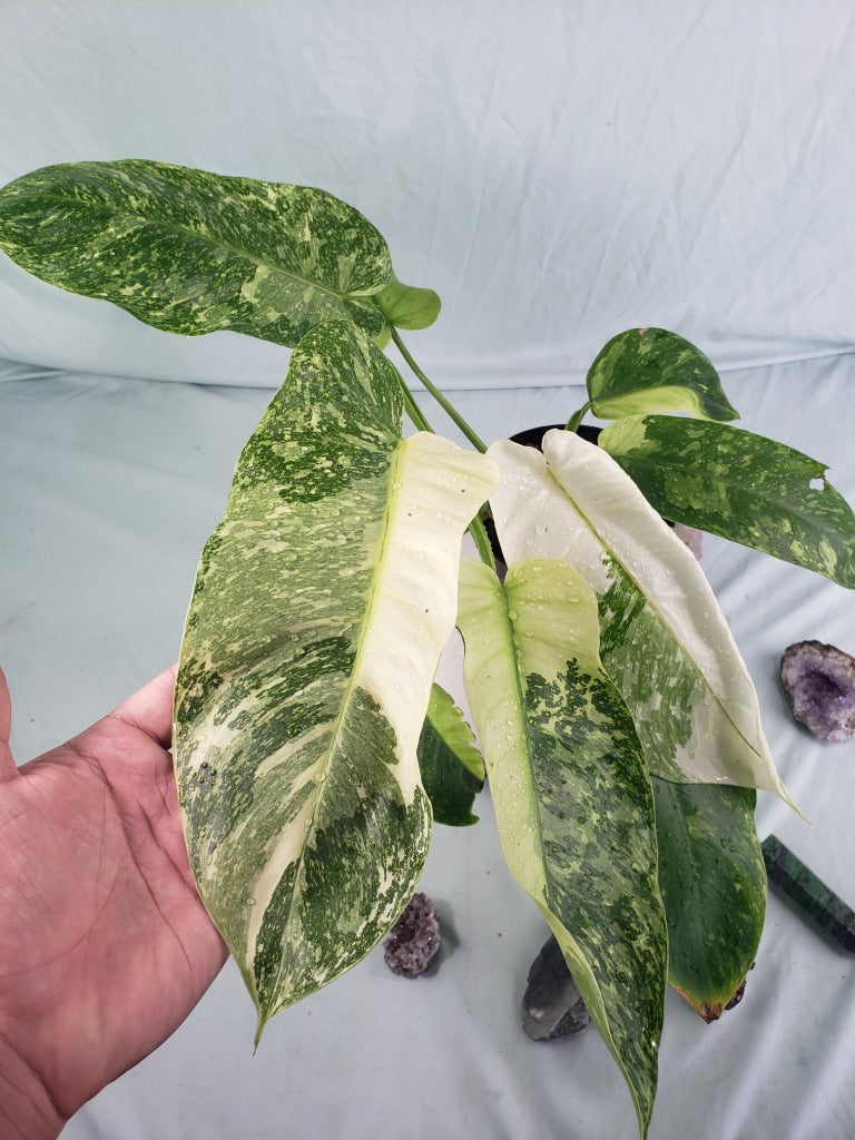Jose Buono, Exact Plant, variegated Philodendron