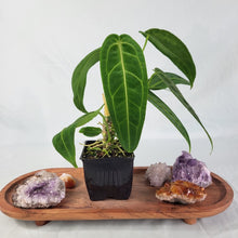 Load image into Gallery viewer, Anthurium Warocqueanum, Queen, Exact Plant Double Plant
