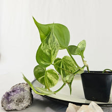 Load image into Gallery viewer, Philodendron Hederaceum, Heart Leaf, Exact Plant Variegated Ships Nationwide
