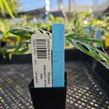 Load image into Gallery viewer, Monstera Adansonii Laniata Albo, Exact Plant Variegated Ships Nationwide
