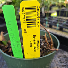 Load image into Gallery viewer, Monstera Sierrana Hawaii Clone, Exact Plant Ships Nationwide
