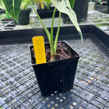 Load image into Gallery viewer, Alocasia Frydek, Exact Plant Variegated
