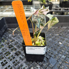 Load image into Gallery viewer, Alocasia Polly Pink variegated exact plant, Fedex 2day*

