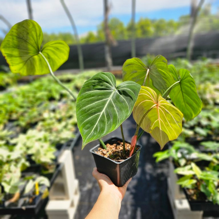 Philodendron Gloriosum, Dark Form, Exact Plant Ships Nationwide