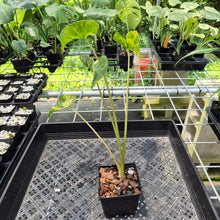 Load image into Gallery viewer, Alocasia Macrorrhiza Shock Treatment Variegated exact plant, Fedex 2day*
