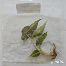 Load image into Gallery viewer, Alocasia Polly Aurea variegated tissue culture 2DayAir

