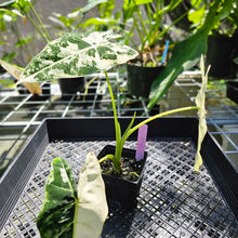 Load image into Gallery viewer, Alocasia Frydek, Exact Plant Variegated
