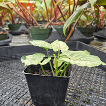 Load image into Gallery viewer, Syngonium Green Splash, Exact Plant Variegated Ships Nationwide
