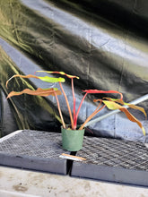 Load image into Gallery viewer, Philodendron Orange Marmalade, Exact Plant Ships Nationwide
