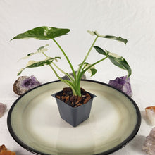 Load image into Gallery viewer, Alocasia Odora, Okinawa Silver, Exact Plant Variegated Ships Nationwide
