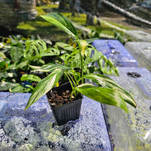 Load image into Gallery viewer, Epipremnum Amplissimum, Exact Plant Variegated Ships Nationwide
