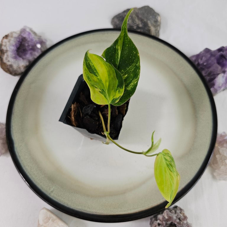 Philodendron Hederaceum Micans Aurea, Exact Plant Variegated Ships Nationwide