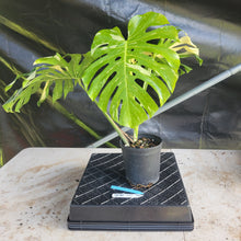 Load image into Gallery viewer, Monstera Thai Constellation, Exact Plant Variegated Ships Nationwide
