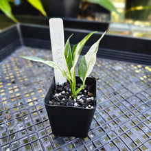 Load image into Gallery viewer, Spathiphylum Peace Lily City of Angels, Exact Plant Variegated 2.5&#39;&#39; pot
