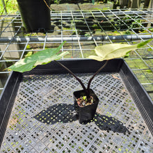 Load image into Gallery viewer, Alocasia Macrorhizza Black Stem Variegated exact plant, Fedex 2day*
