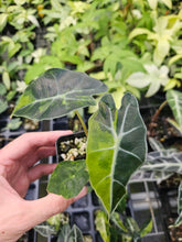 Load image into Gallery viewer, Alocasia Polly Aurea Sectoral Variegated 2.5" pot, Fedex 2day*
