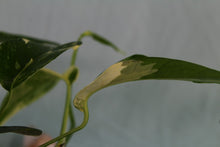 Load image into Gallery viewer, Variegated Epipremnum Pinnatum Albo Triple plant Exact Plant
